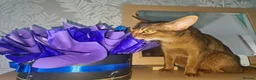 Abyssinian cats for sale: One beautiful Abyssinian boy - Advert 17