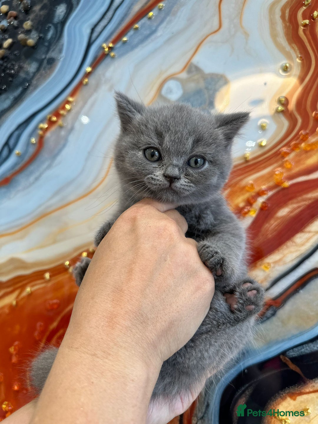British Shorthair cats for sale: 🏅TOP Quality GCCF Reg British Shorthair Kittens🏆 - Image 1