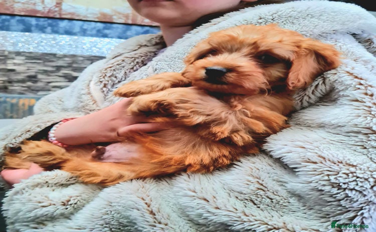 Cockapoo dogs - Advert 8