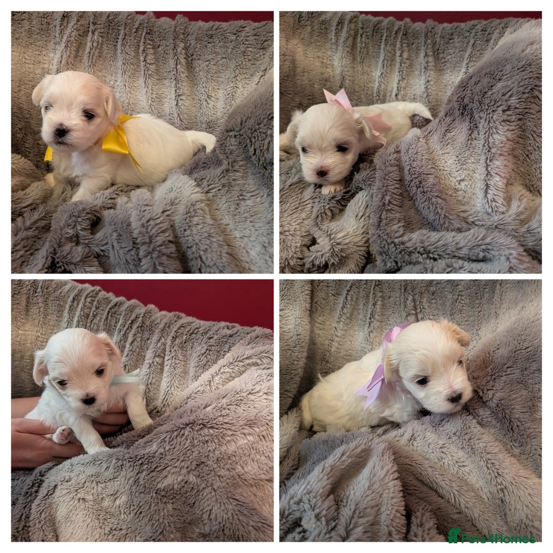 Maltese dogs for sale: Beautiful Small Size Maltese ONLY TWO PUPPIES LEFT - Image 8