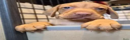 Hungarian Vizsla dogs for sale: Beautiful Hungarian Vizsla Puppies - Advert 11