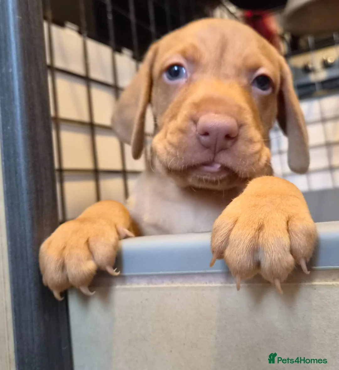 Hungarian Vizsla dogs for sale: Beautiful Hungarian Vizsla Puppies - Advert 11