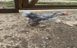 Chickens poultry for sale: FREE - Pure colour pekin bantam cockerels - Image 8