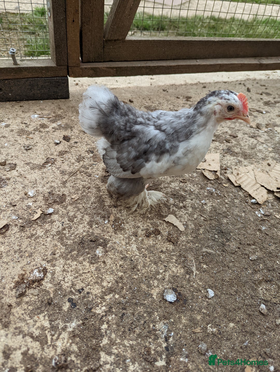 Chickens poultry for sale: FREE - Pure colour pekin bantam cockerels - Image 8
