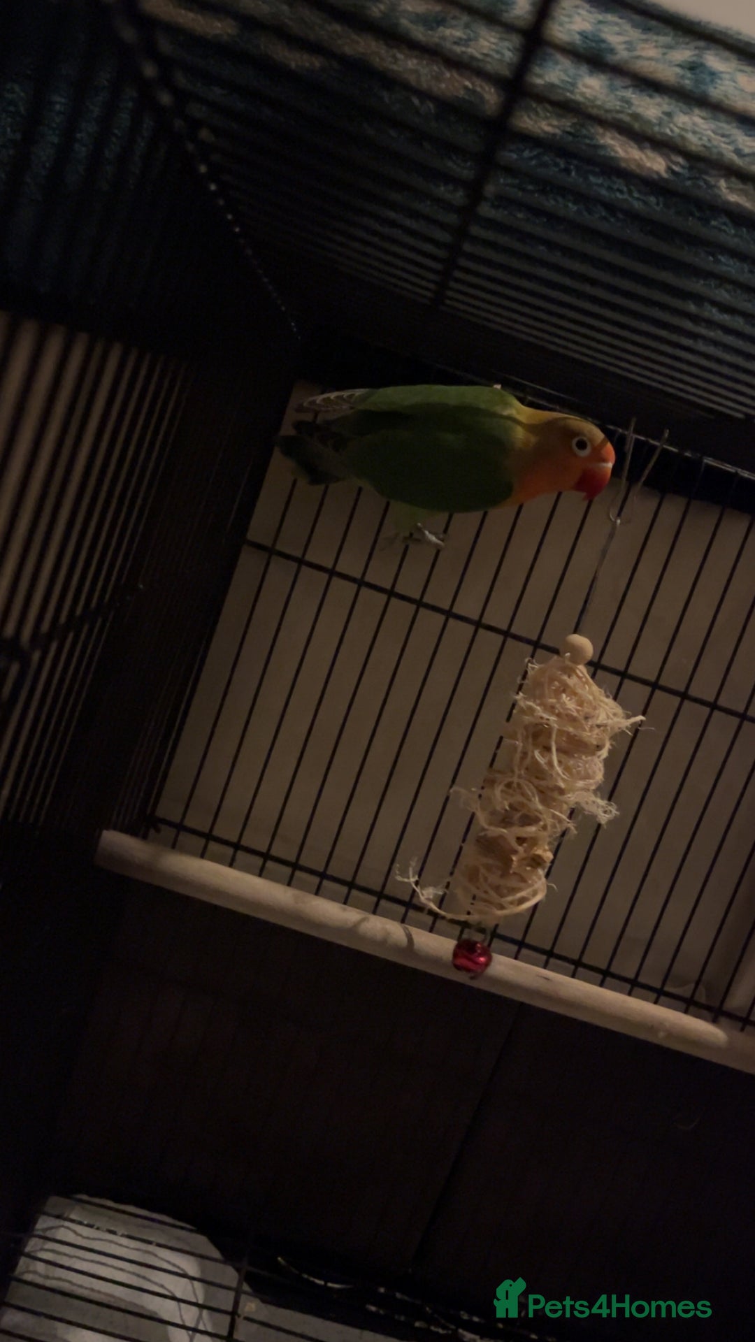 Lovebirds birds for sale: Lovebirds FOR SALE!!! - Advert 9