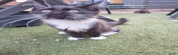 Maine Coon cats for sale: Tica registered ready now - Advert 9