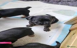Mixed Breed dogs for sale: 3/4 French bulldog 1/4 Pomeranian Puppies - Image 5