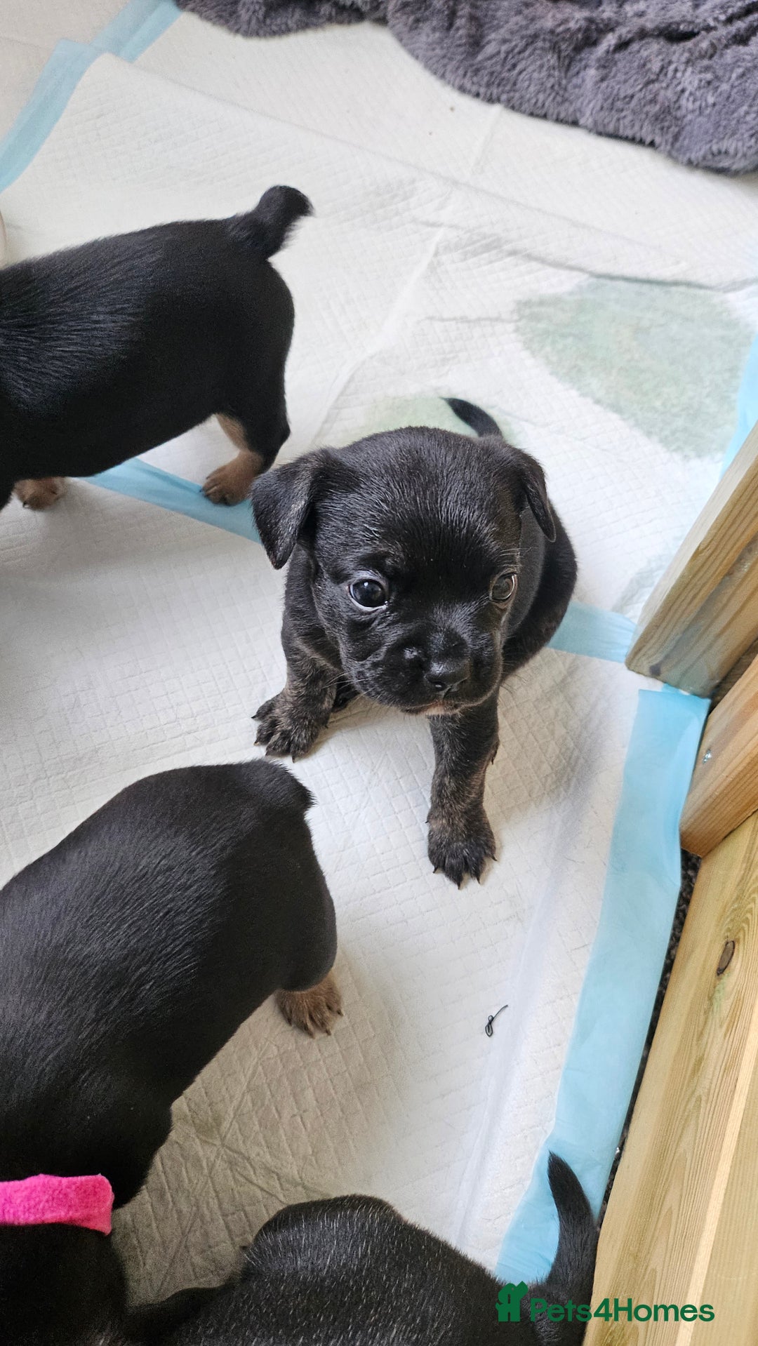 Mixed Breed dogs for sale: 3/4 French bulldog 1/4 Pomeranian Puppies - Image 5