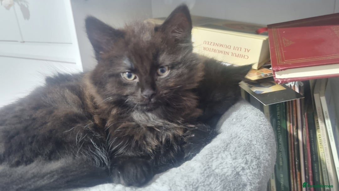 Turkish Angora cats for sale: Beautiful Fluffy Kittens Looking for Loving Homes - Image 19