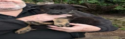 German Shepherd dogs for sale: german shepherd pups for sale - Advert 6