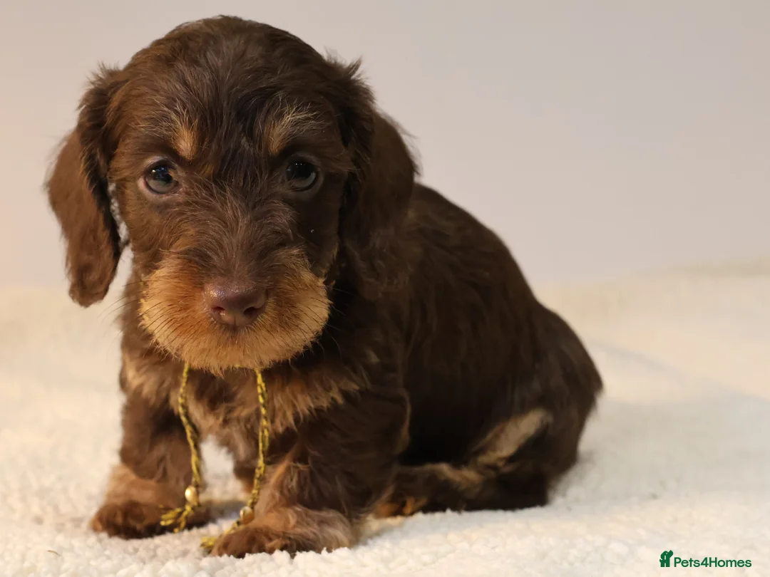 Miniature Dachshund dogs for sale: Choco+Wirehaired+5*Licensed+Kc+Praclear+Vetchecked - Advert 13