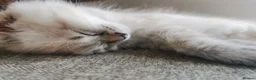 Ragdoll cats for sale: 6 beautiful floofballs 1 flame 5 bluepoint   - Advert 6
