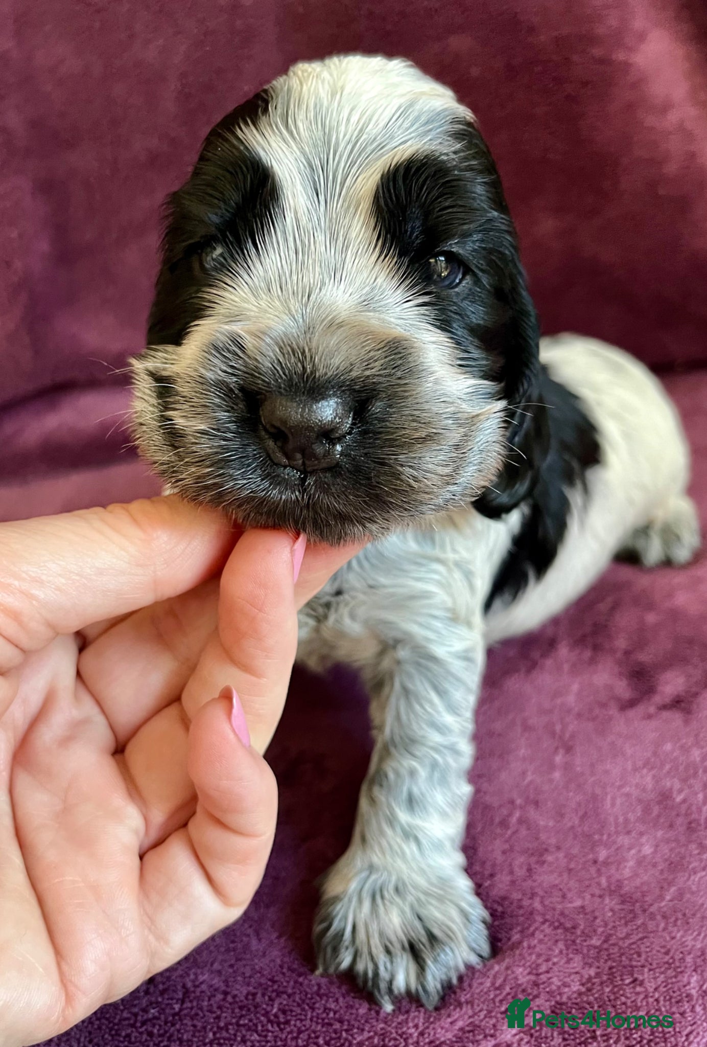 Cocker Spaniel dogs KC Show Type Cocker Spaniels - Advert 1