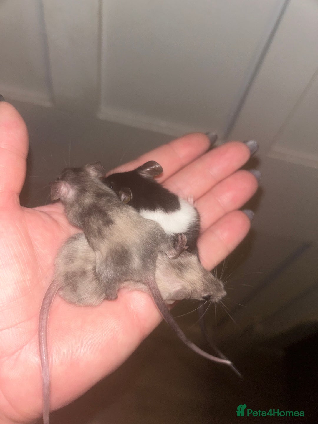 Mouse rodents for sale: Fancy mice 3 boys available  - Image 16