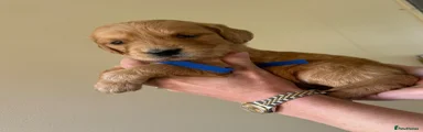 Golden Retriever Puppy 3