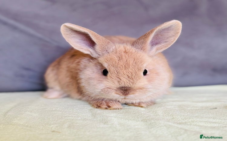 Mixed Breed rabbits - Advert 1