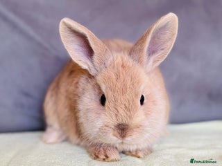 Mixed Breed rabbits - Advert 16