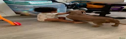 Miniature Dachshund dogs for sale: Male dachshund Isabella & tan Miniture  - Advert 4
