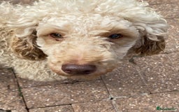 Miniature Poodle dogs for sale: 1.5 years old Miniature Poodle boy for loving home - Image 16
