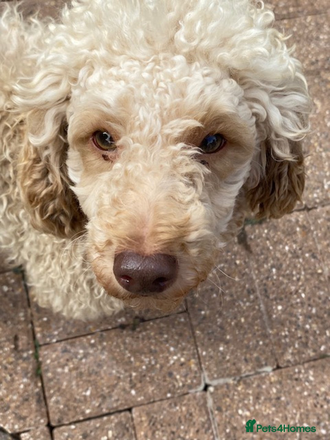Miniature Poodle dogs for sale: 1.5 years old Miniature Poodle boy for loving home - Image 16