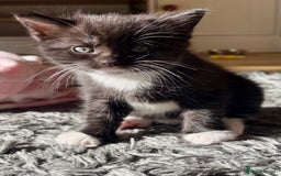 British Shorthair cats for sale: Female Kittens - Image 7