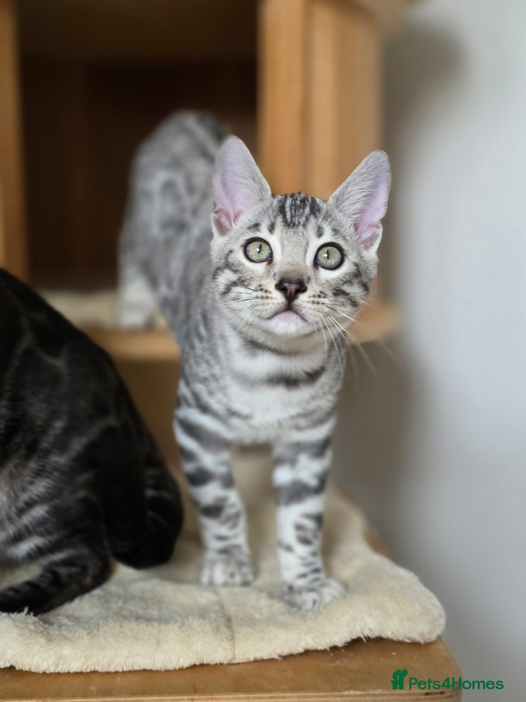 Bengal cats for sale: Gorgeous Silver and Charcoal Bengals  - Advert 12
