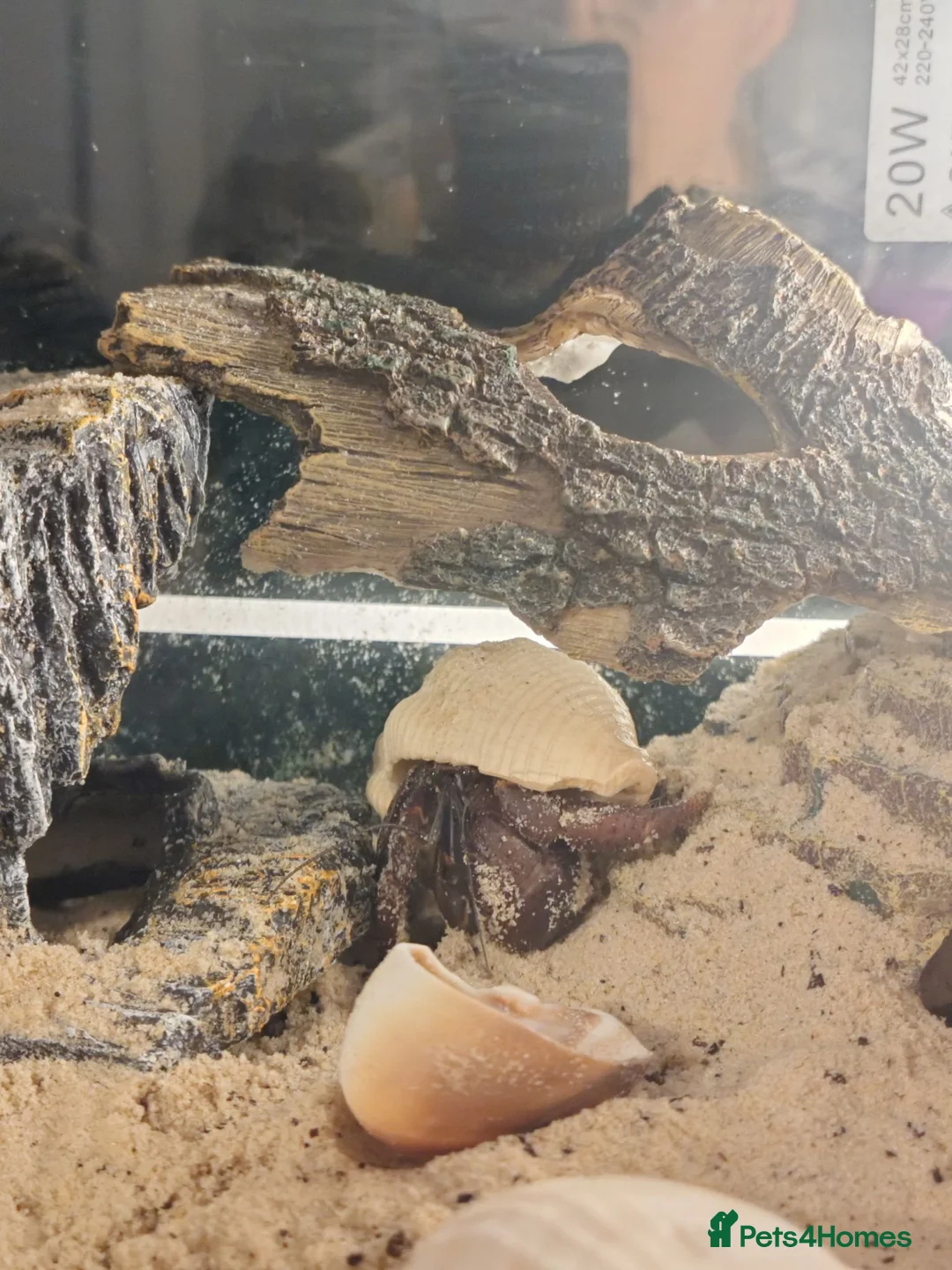 Crabs invertebrates for sale: Purple Pincher to rehome in London - Advert 2