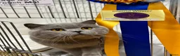 British Shorthair cats for sale: Beautiful British Kittens - Advert 8