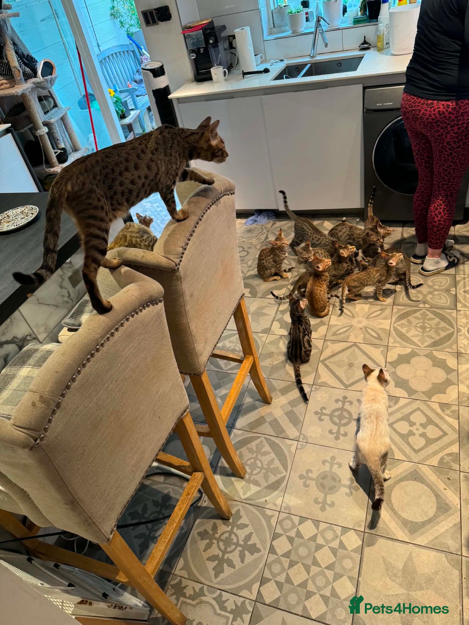Savannah cats for sale: F6 Savannah kitten - Advert 5