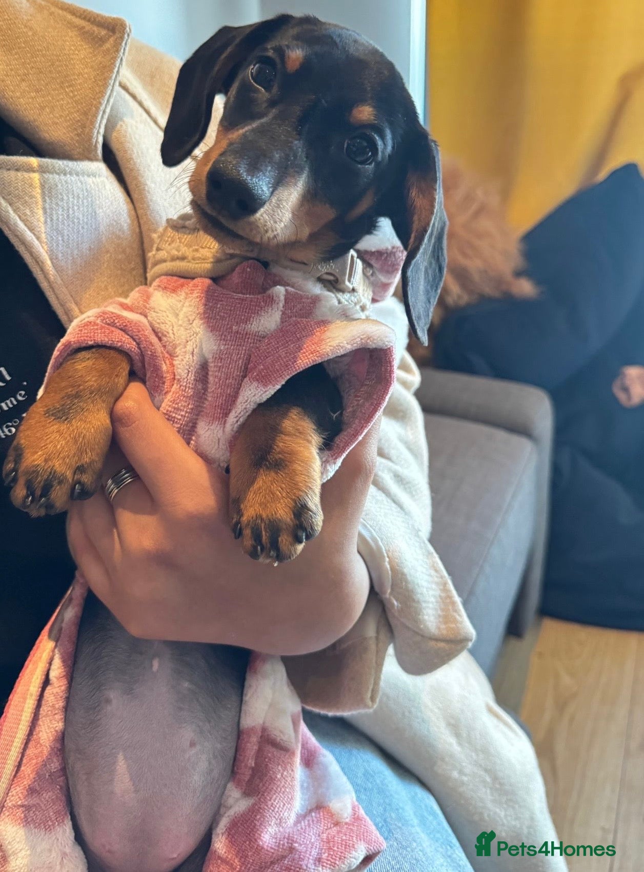 Miniature Dachshund dogs Miniature daschund dog  - Advert 17