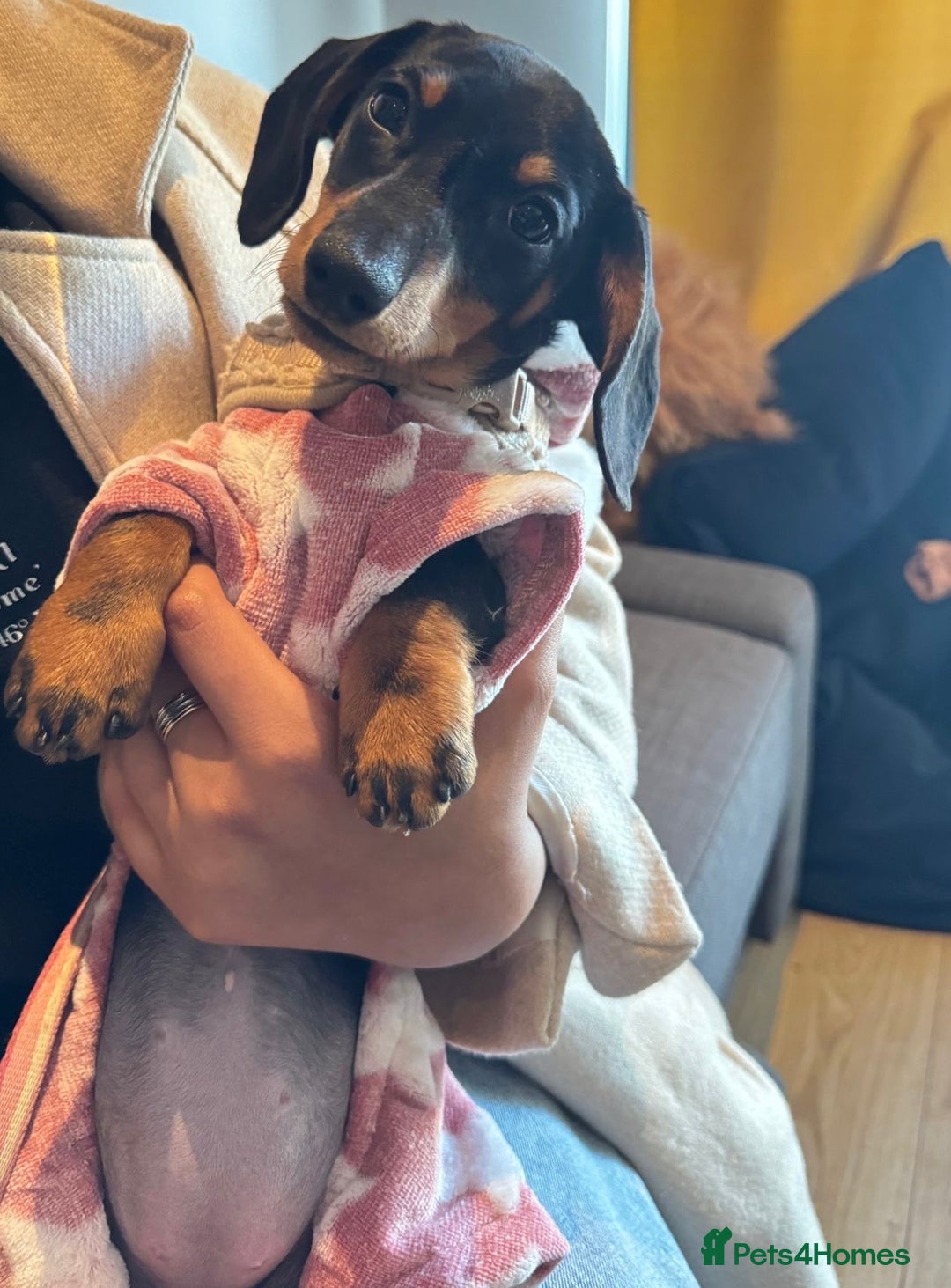 Miniature Dachshund dogs for sale: Miniature daschund dog  - Advert 1