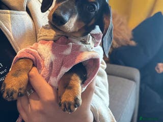 Miniature Dachshund dogs Miniature daschund dog - Advert 9