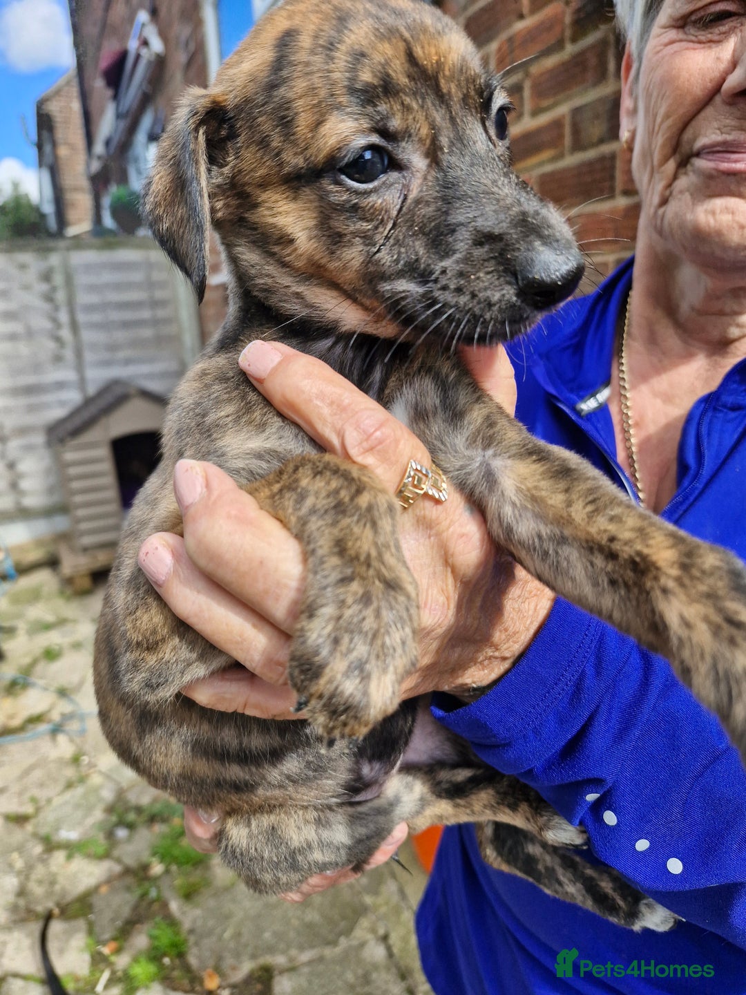Mixed Breed dogs for sale: Saluki greyhound whippet pups - Image 5