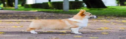 Welsh Corgi Pembroke dogs for sale: KC Pembroke Corgis  - Advert 8