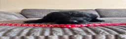 Goldendoodle dogs for sale: Superb Fully Health Tested Rare Goldendoodle Pups in Basingstoke - Advert 4