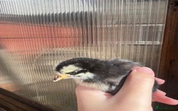 Chickens poultry for sale: Chicks - Image 3