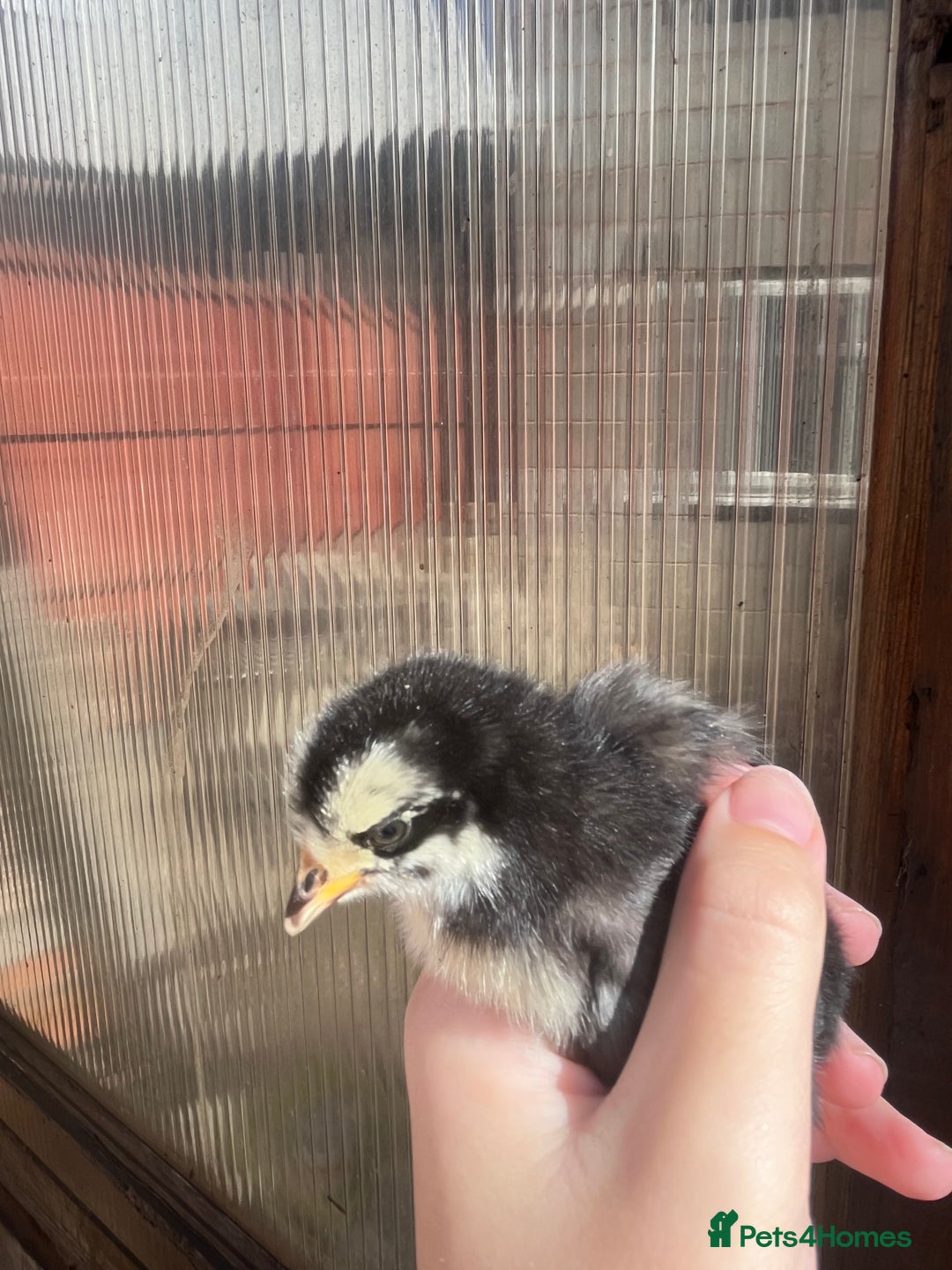 Chickens poultry for sale: Chicks - Image 3