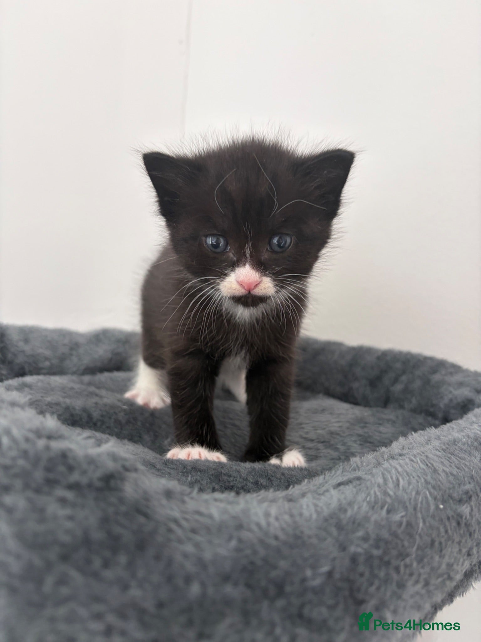 Mixed Breed cats Kittens  - Advert 3