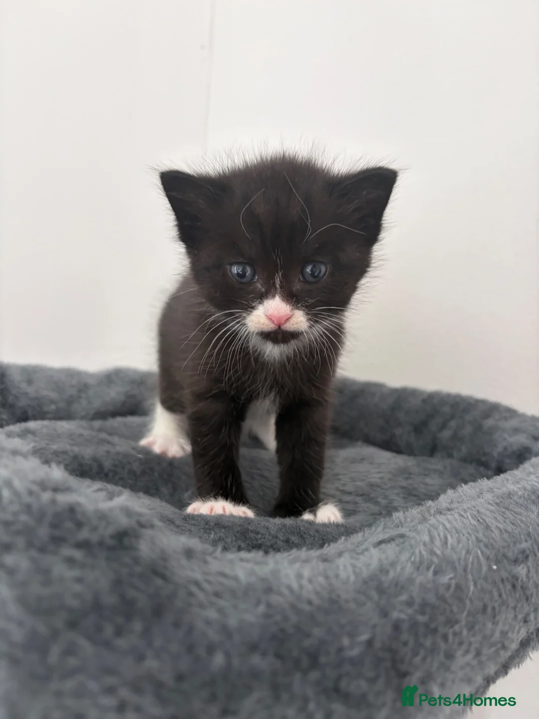 Mixed Breed cats for sale: Kittens  - Advert 1