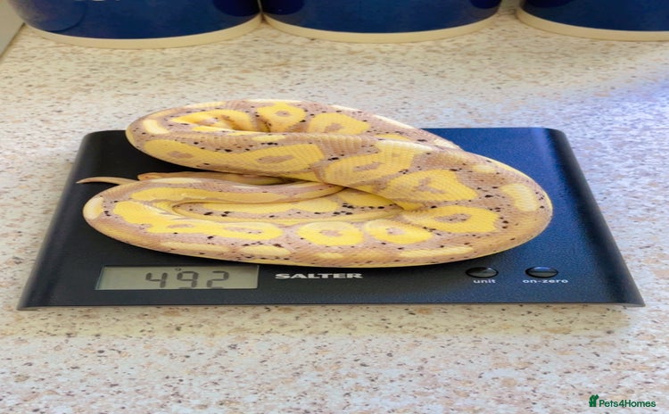 Python Snake reptiles in Walton-on-Thames - Advert 1