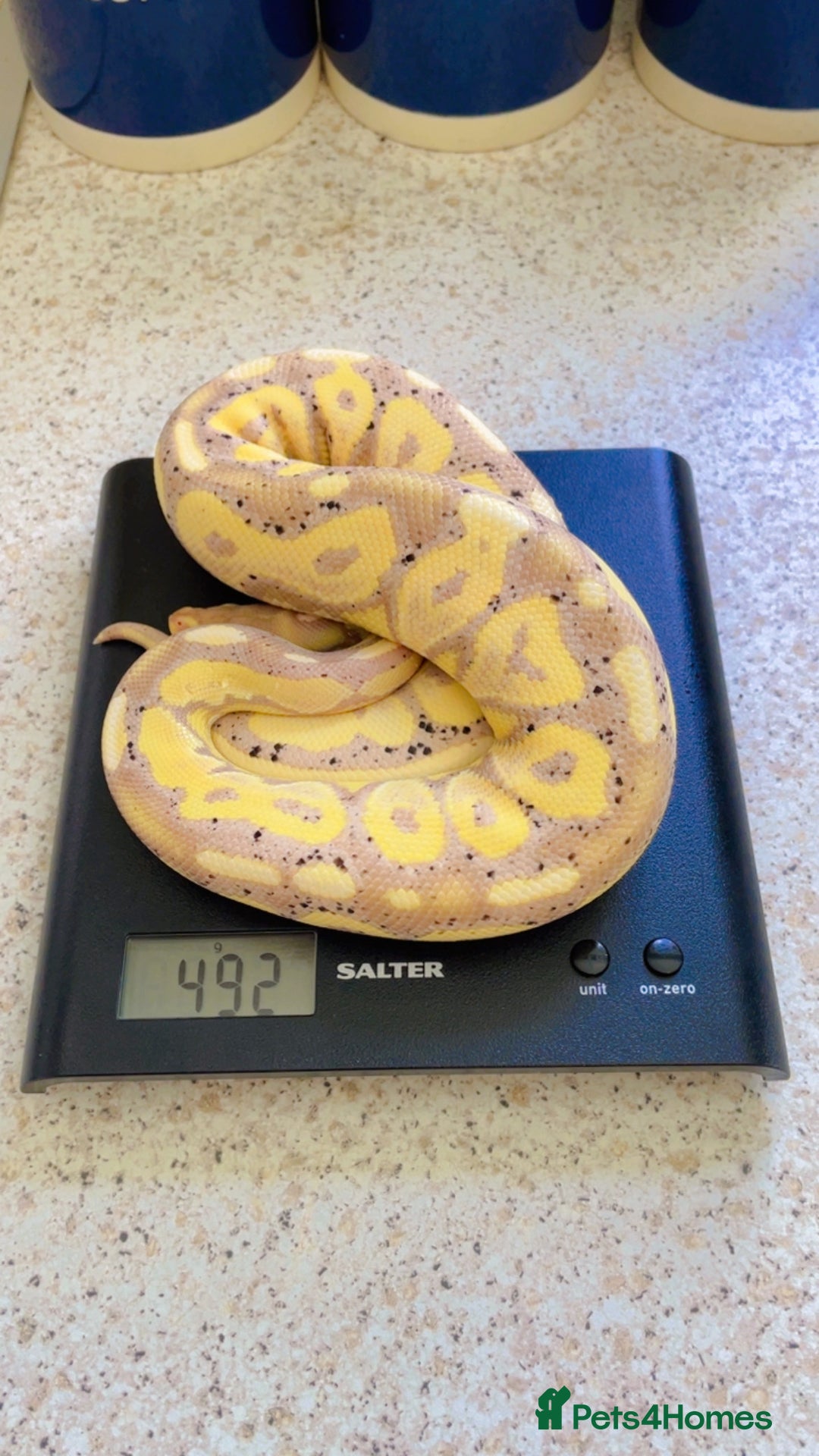 Python Snake reptiles for sale: CB24 Royal Pythons for sale  in Walton-on-Thames - Image 1