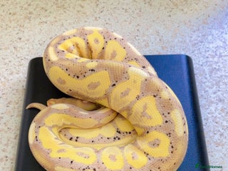 Python Snake reptiles in Walton-on-Thames - Advert 18