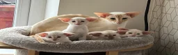 Siamese cats for sale: Red point Siamese kitten gccf registered  - Advert 5