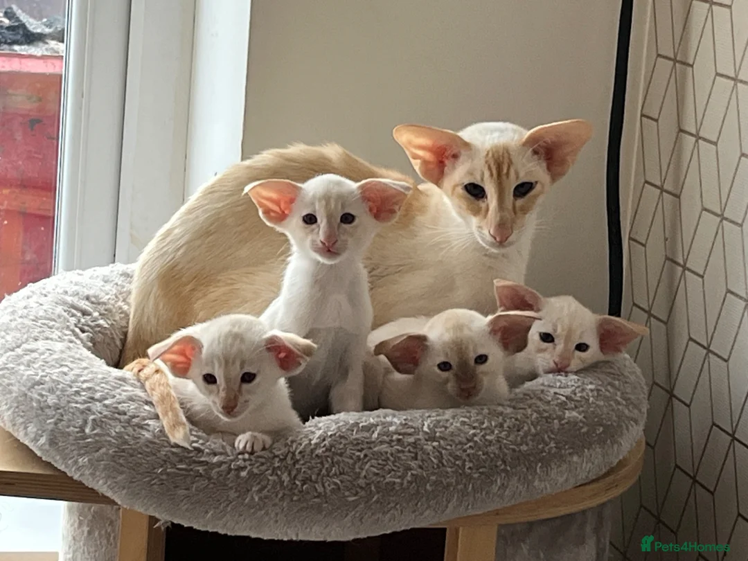 Siamese cats for sale: Red point Siamese kitten gccf registered  - Advert 5