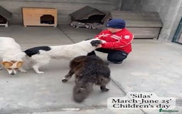 Mixed Breed dogs for adoption: Silas. 4 yrs approx. Available for adoption. in Brixham - Image 18