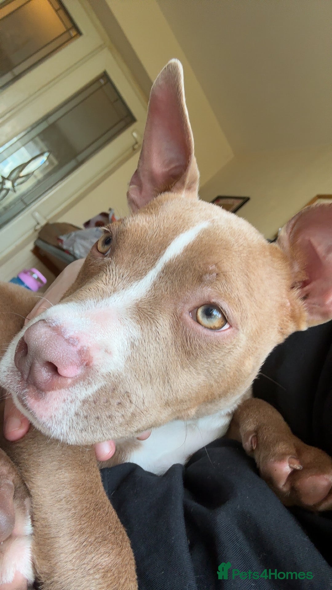 American Bully dogs for sale: 6 month old pocket bully female - Image 2