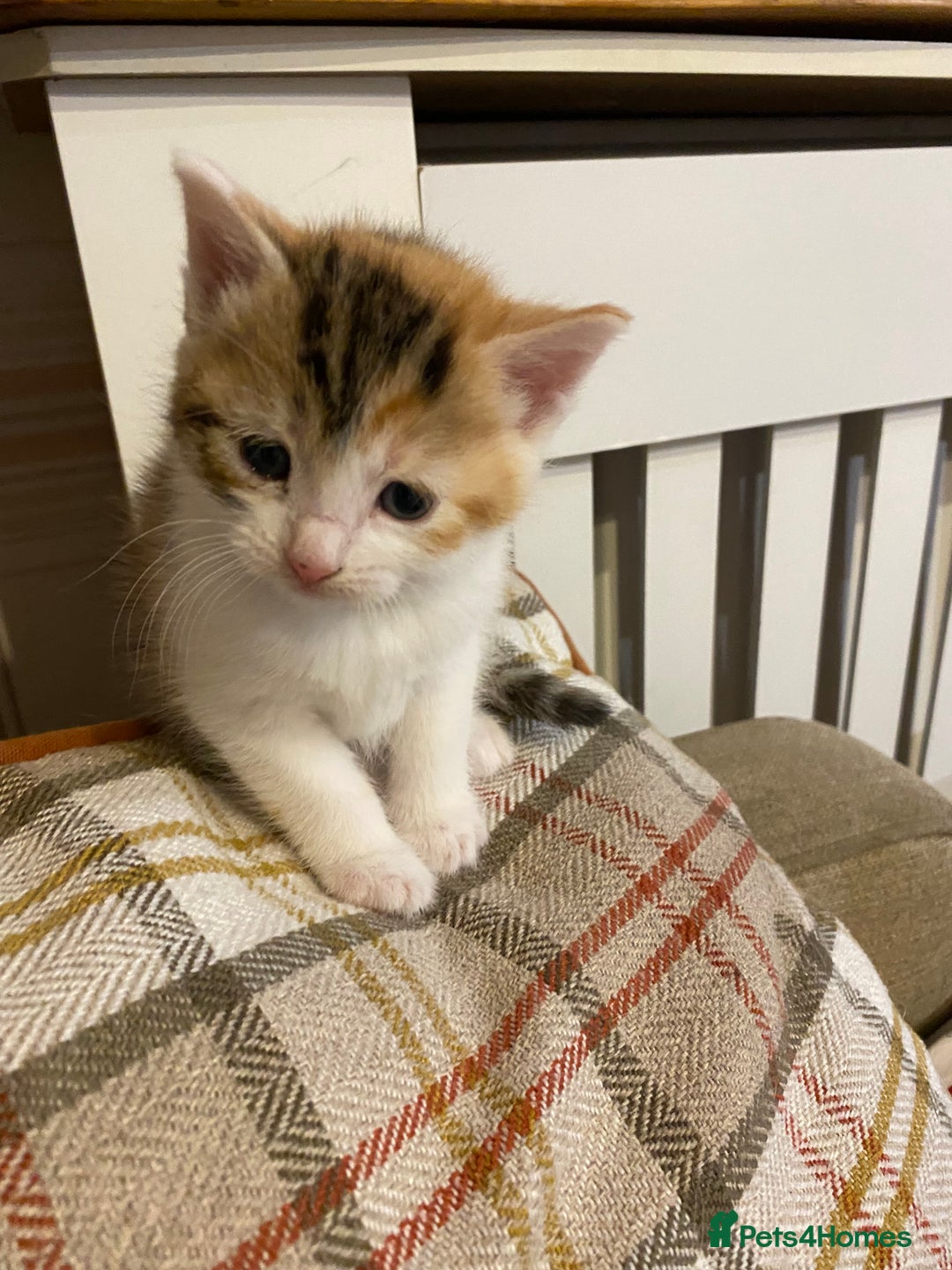 Mixed Breed cats for sale: Male tabby and Calico female  - Advert 4