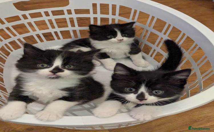 Mixed Breed cats - Advert 2