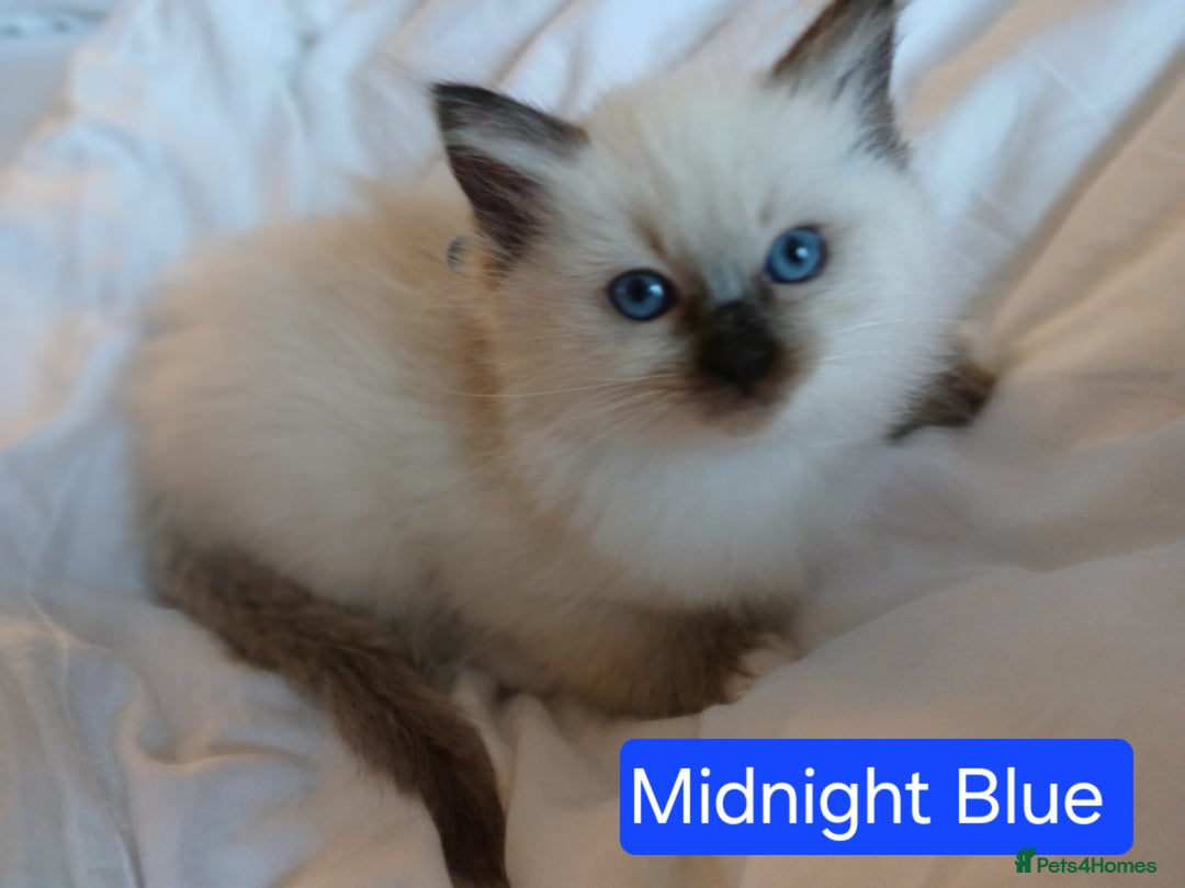 Ragdoll cats for sale: 6 Adorable 1/2 Pedigree Ragdoll Kittens 💗  - Advert 10