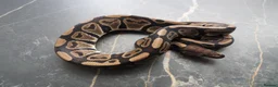 Python Snake reptiles for sale: Ball python  in Gosport - Advert 6